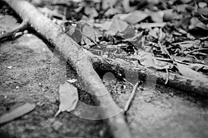 Forking tree root over rocks covered in fallen leaves narrow depth of field monochrome abstract