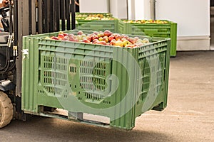 Forklift carries crates of fruit. Many apples in container