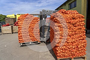 Forklift Loading Palletized Onion Bags Wrapped in Netting into the Truck for Distribution To Market