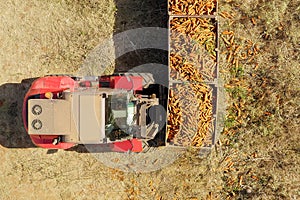 Forklift loading pallets of fresh picked Carrots onto a trailer