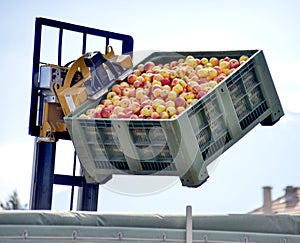 forklift pouring industrial apples in big plasti crate into truck