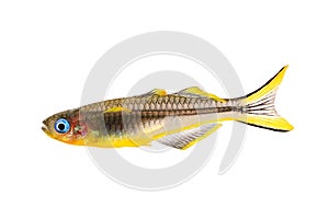 Forktail blue-eye Rainbow Pseudomugil furcatus tropical aquarium fish