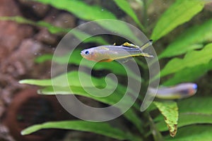 Forktail rainbowfish