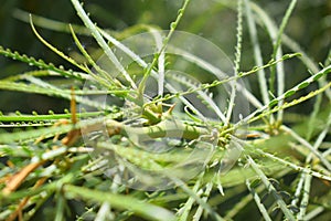 Forky tree called saysaban