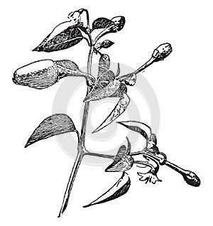 Form of Capsicum Annuum vintage illustration