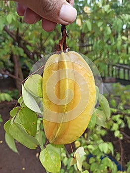 a form of Demak starfruit whose trees are already mature