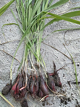 this is a form of forest onion or Dayak onion, one of its properties is to nourish the kidneys