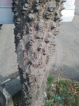 The form of old bark from the Randu Alas tree which has many thorns appearing. photo