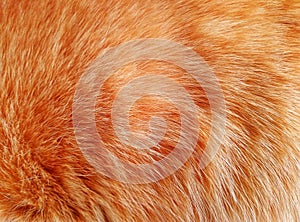 form of smooth cat fur brown and white
