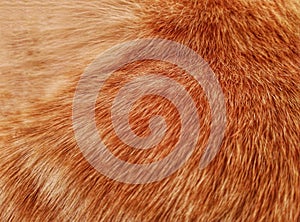 form of smooth cat fur brown and white