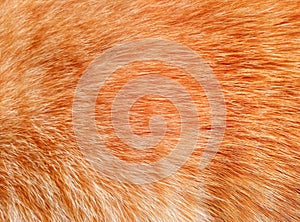 form of smooth cat fur brown and white