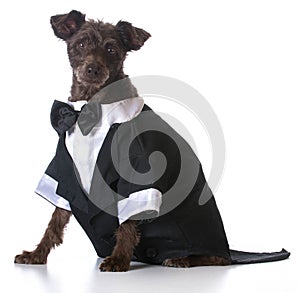 Formal dog