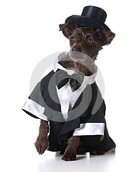 Formal dog