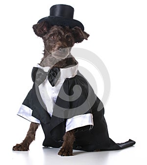 Formal dog