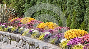 Formal Fall Garden Border with Chrysanthemums