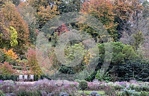 Formal garden at Dyrham Park, Gloucestershire, UK with three wooden chairs. Photographed in autumn.