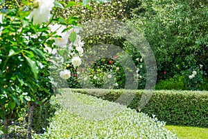 Formal garden low clipped hedge surrounded by lush flowering shrubs and trees