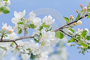 Formal garden tree branch in full spring bloom at blue sky background
