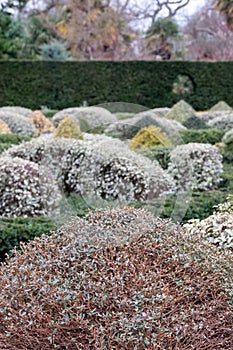 Formal Knot Garden with neat clipped cone shaped topiary bushes and hedges, photographed at RHS Wisley garden, Surrey UK.