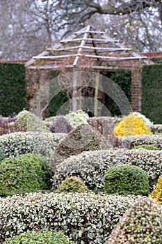 Formal Knot Garden with neat clipped cone shaped topiary bushes and hedges, photographed at RHS Wisley garden, Surrey UK.