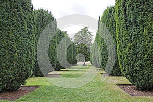 Formal landscaped garden with cone topiary yew plants