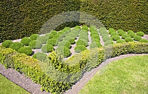 Formal lavender herb garden