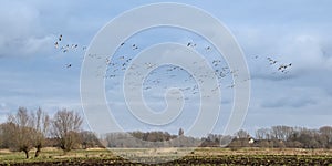 Flock of Canada geese on flight over a marsh in the Flemish countryside