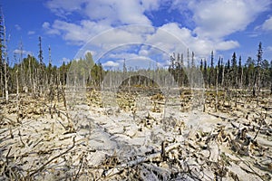 Formation of bogs mesotrophic In the climatic zone taiga, forest-tundra of the Arkhangelsk region