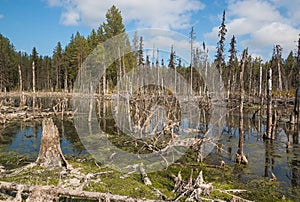 Formation of bogs mesotrophic In the climatic zone taiga, forest-tundra of the Arkhangelsk region photo