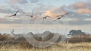 Formation of Canada goose flying in clear Winter sky