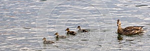 Formation of ducks 2