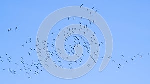 Cranes using thermic effects, migration birds, flying cranes