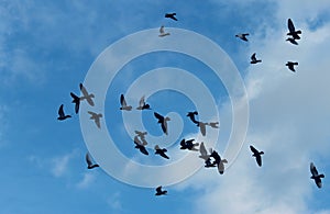 Formation of flying pigeons against the background of the sunny sky