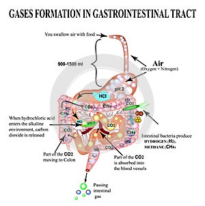 Formation of gases in the gastrointestinal tract. Esophagus, stomach, duodenum, small intestine, colon. Carbon dioxide, methone.