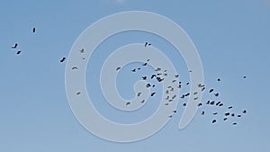 Formation of northern lapwings flying on a clear blue sky