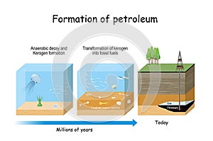 Formation of petroleum. Oil and gas formation