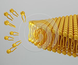 The formation of phospholipids into bilayer 3d rendering