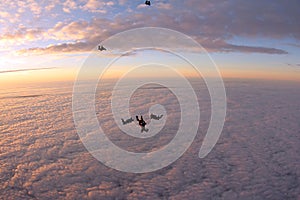 Formation skydiving. Skydivers are falling in the pink sky.