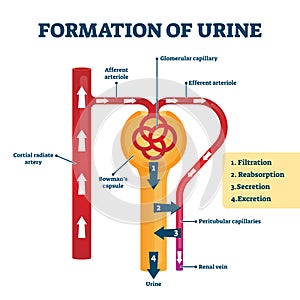 Formation of urine vector illustration. Labeled creation process explanation