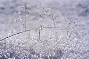 Formations of ice on a small branch in the snow