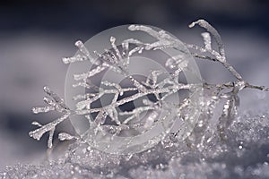 Formations of ice on a small branch in the snow, frost