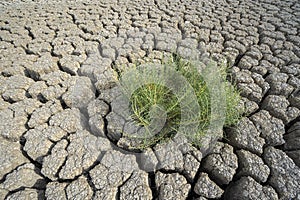 formations of rocky appearance caused by extreme drought of a lake.  Dry mud popped with green plant in need of survival