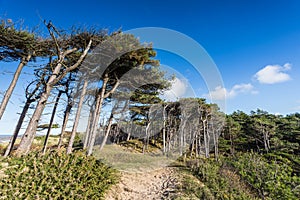 Formby pine woods meets the beach