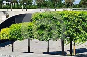 Formed oaks Quercus palustris or swamp Spanish oak on amphitheater terraces in public city park Krasnodar or `Galitsky park`.