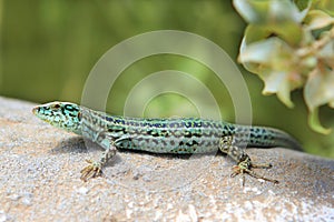 Formentera lizard Podarcis pityusensis formenterae