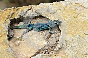 Formentera lizard Podarcis pityusensis formenterae