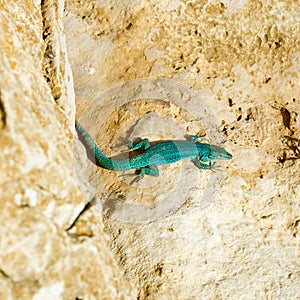 Formentera lizard Podarcis pityusensis formenterae