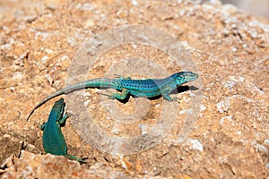 Formentera lizard Podarcis pityusensis formenterae photo