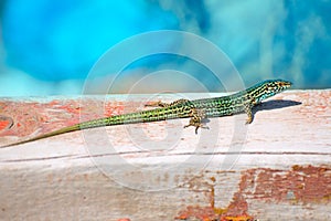 Formentera lizard Podarcis pityusensis formenterae