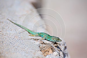 Formentera lizard Podarcis pityusensis formenterae